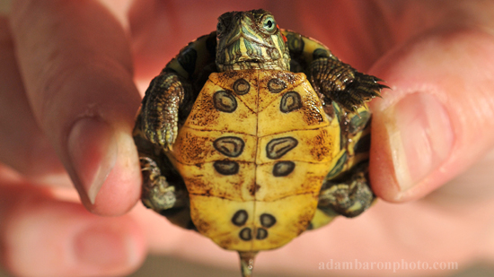 Turtle2012featured