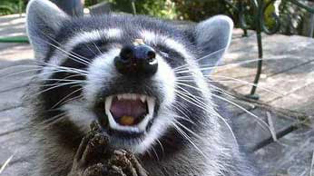 Ferocious Raccoon Be Watchful Of Aggressive Raccoons In Area - Margate Talk