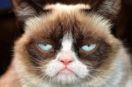 Grumpy Cat is not happy