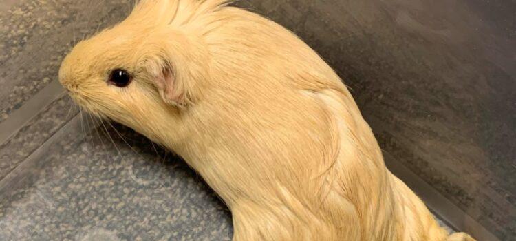 Coconut Creek Police Search For Owners of Lost Guinea Pig