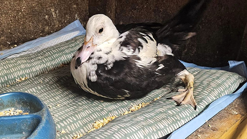 Feathered Friends Find Refuge After Woman’s Home Becomes Duck Sanctuary