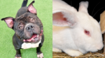 Meet Apollo and Lucille: 2 Pets in Search of Forever Homes