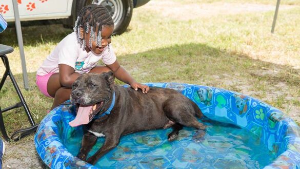 BAC Mega Adoption 26 AJ341