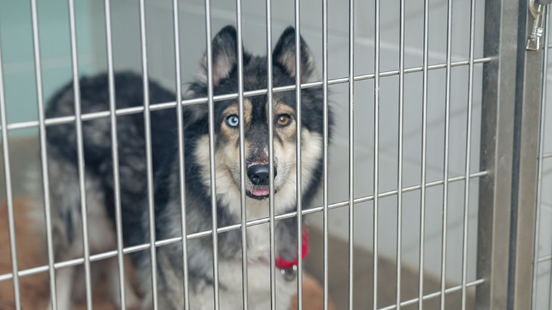 BCAC Summer Bash AJ241