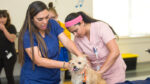 Broward County Hosts Low-Cost Pet Wellness Clinic on March 21