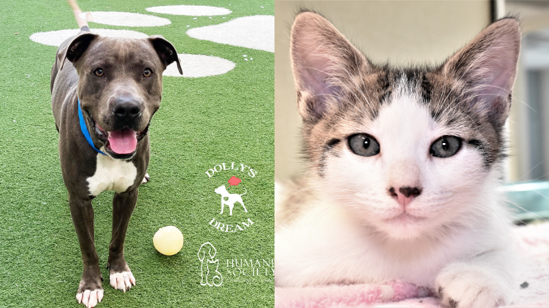 Meet Baloo and Tristan: This Charming Duo at the Humane Society Broward County Await Your Love and Home