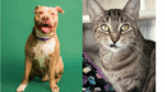 Broward County Animal Care’s Pets of the Week: Bruno and Gene are Waiting for Forever Homes
