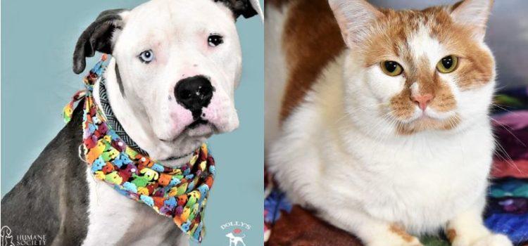 Adorable Two-year-old Pets Brutus and Winston in Search of Loving Homes at Humane Society of Broward County