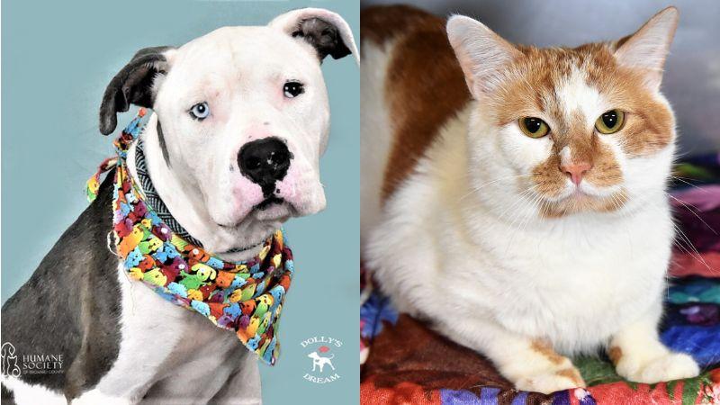  Adorable two-year-old pets Brutus and Winston in search of loving homes at Humane Society of Broward County