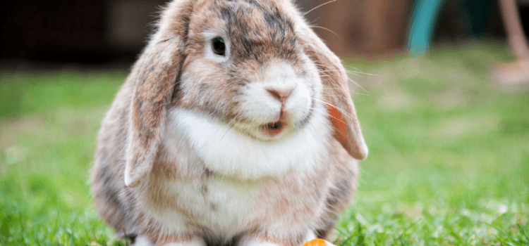 Next Bunny Basics Workshop Teaches Families About These ‘Earresistible’ Pets