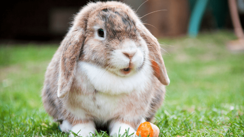 Next Bunny Basics Workshop Teaches Families About These 'Earresistible' Pets