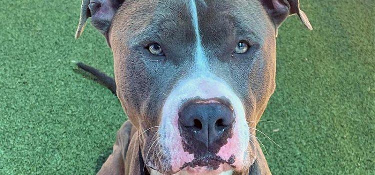 Dog of the Week: Burt is a Gentle Giant with Gorgeous Eyes
