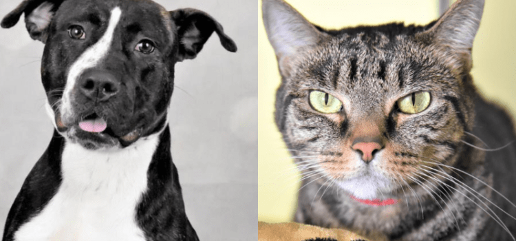 Bring Home a Shelter Cat or Dog Home for a Holiday Sleepover