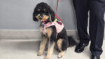 Ember therapy dog