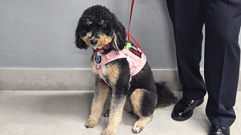 Ember therapy dog