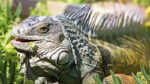 Margate Ordinance Would Allow Killing of Iguanas on Residents' Properties