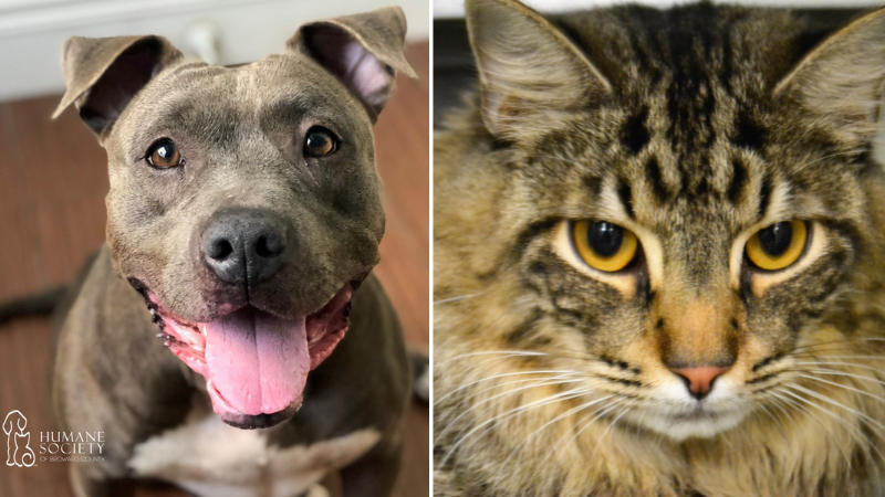 Adorable Pets Looking for Forever Homes at Humane Society of Broward County