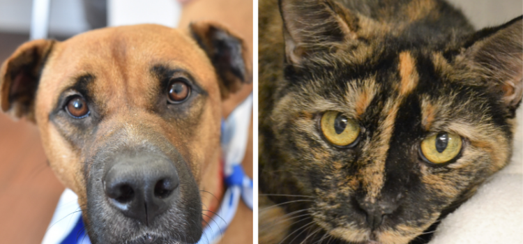 Meet Gretel and Sissy, 2 Sweethearts Searching for Forever Homes