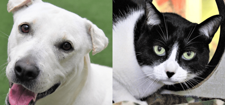 Adorable Harlow and Rosie in Search of Loving Homes at the Humane Society of Broward County
