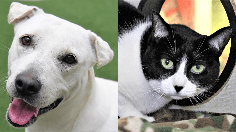 Adorable Harlow and Rosie in Search of Loving Homes at Humane Society of Broward County