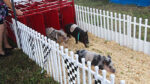 Fun, Food, and Controversy: The Fair at Margate Offers Thrills, Laughter, and Pig Races