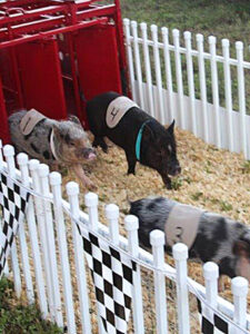 The Fair at Margate Offers a Whirlwind of Fun, Food, and Pig Races