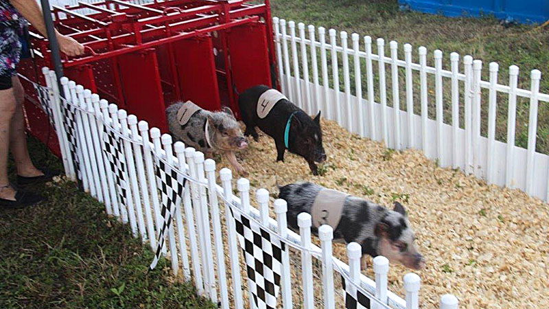 Fun, Food, and Controversy: The Fair at Margate Offers Thrills, Laughter, and Pig Races