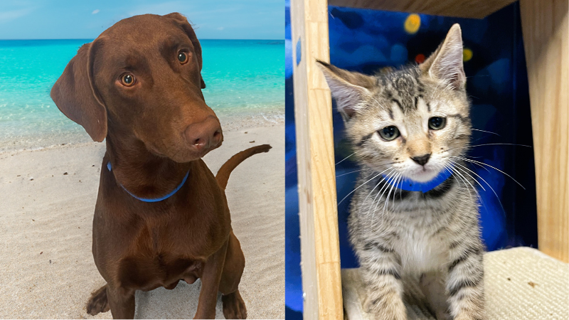 2 Pets in Need of Loving Homes at the Humane Society of Broward County