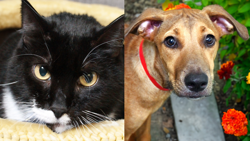 Leia and Catalina: Pets in Need of Loving Forever Homes