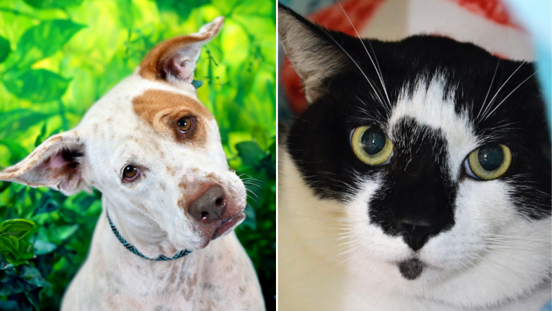 Meet Maggie and Sydin at the Humane Society of Broward County