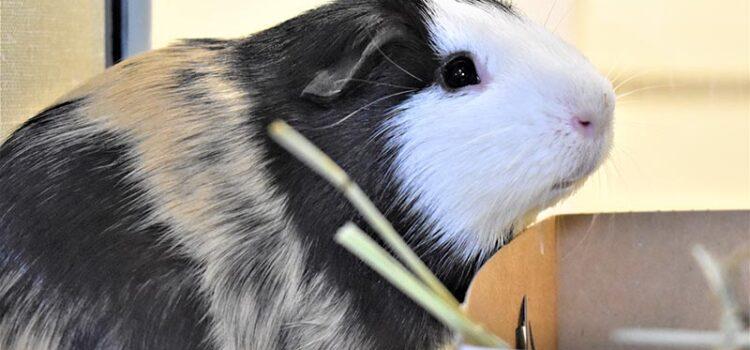  Pet of the Week: Marvin the Guinea Pig is Looking for a Loving Family