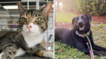 Daisy and Mika Await Their Forever Homes at UFAR Animals Rescue