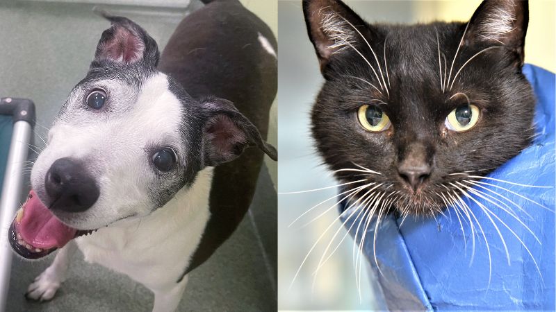 Meet Monte and Dexter, Pets in Need of Forever Homes at the Humane Society of Broward County