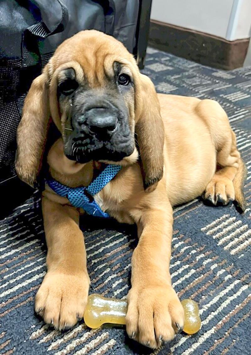 Schoolkids Name Police Department's Newest Member: Liberty the Bloodhound