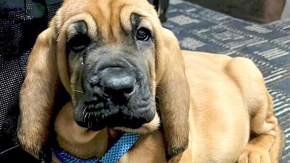 Schoolkids Name Police Department's Newest Member: Liberty the Bloodhound