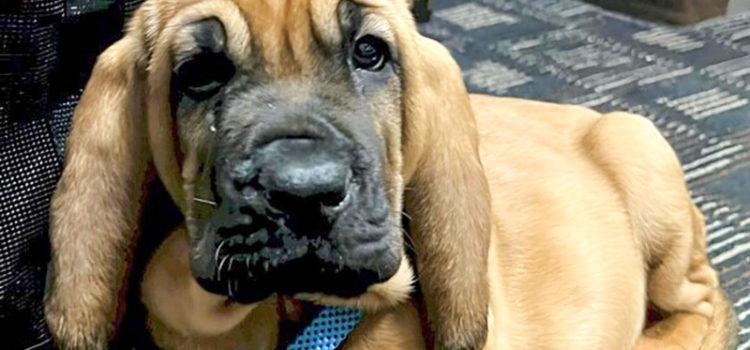 Schoolkids Name Police Department’s Newest Member: Liberty the Bloodhound