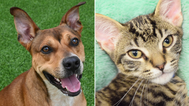 Adoptable Pets: Meet Norman and Saint Nick, Looking for Loving Homes