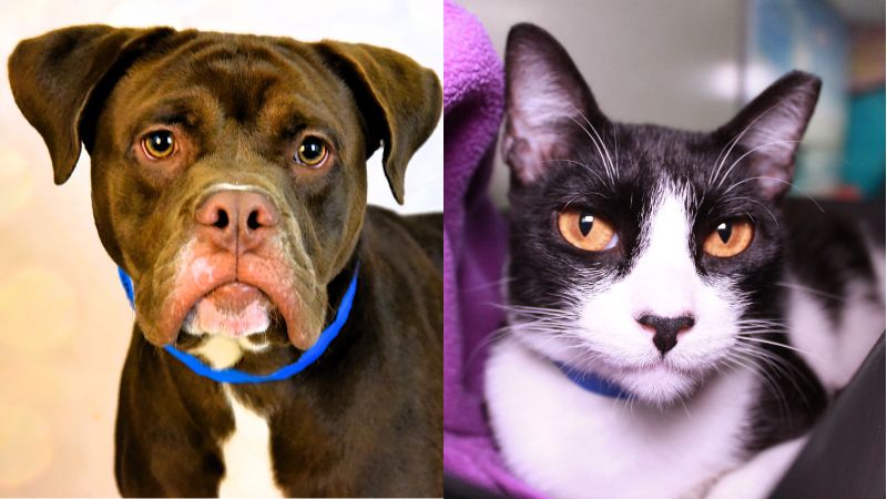 2 Adorable Pets Seek Forever Homes for the Holidays at the Humane Society of Broward County