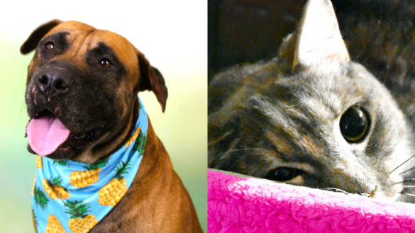 2 Pets in Need of Loving Homes at Humane Society of Broward County