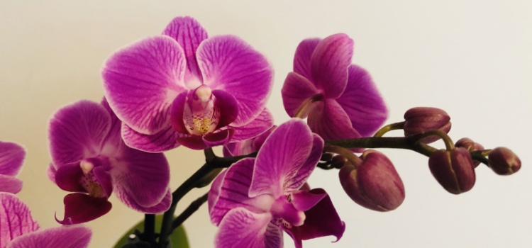 Orchid and Plant Festival Held Feb 25-26 in Coral Springs