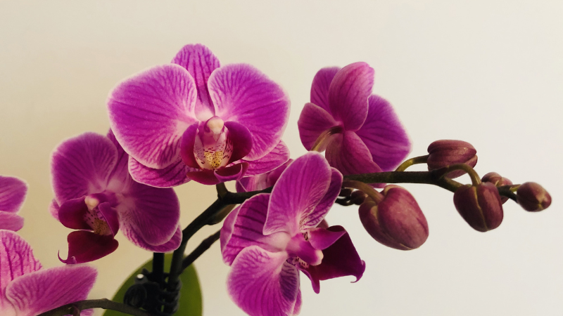 Orchid and Plant Festival Held Feb 25-26 in Coral Springs
