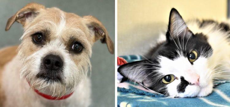 Roxie and Bobby Are Available for New Homes at the Humane Society of Broward County