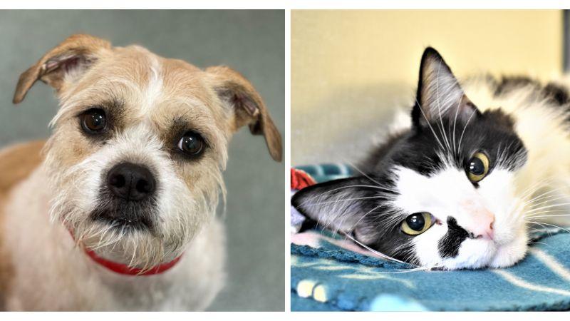 Adorable Roxie and Bobby at the Humane Society of Broward County are in Search of Loving Homes