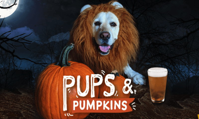 World of Beer Bar and Kitchen Hosts its Annual Pups and Pumpkins Brunch