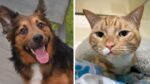 Pets Seeking Homes: Thor and Toby Await Their Forever Families