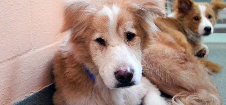 Dogs Rescued from Hoarding Case Seek Forever Homes