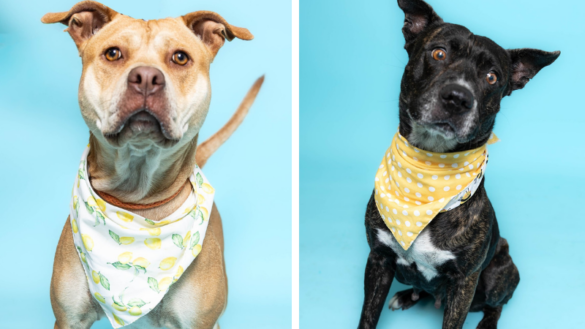 Vivian and Cincinatti