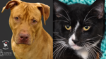 Humane Society of Broward County Seeks Forever Homes for Gentle Dog and Tranquil Cat
