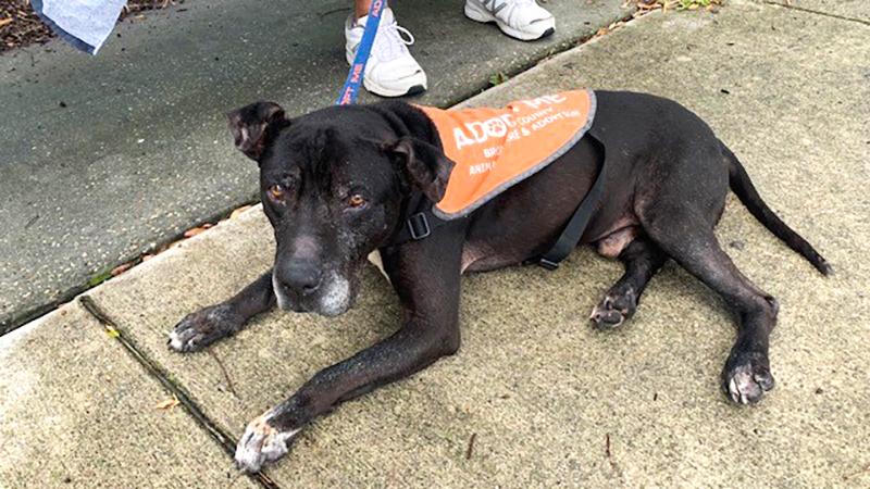 Dog of the Week: Abe is a Senior Pup in Need of Home