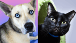 Looking for Love? Sweet Pup and Cuddly Cat Hope to Find Forever Homes